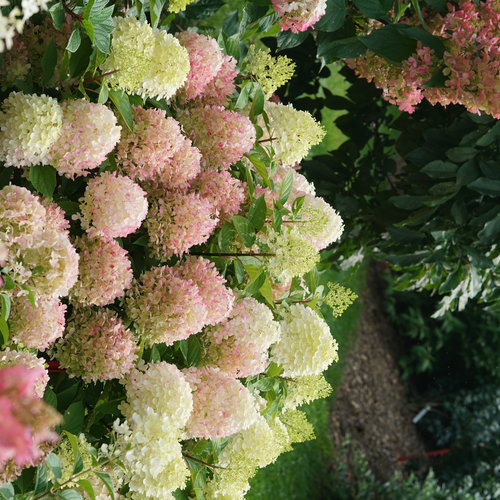 Fire Light Tidbit® - Panicle Hydrangea - Hydrangea paniculata | Proven ...