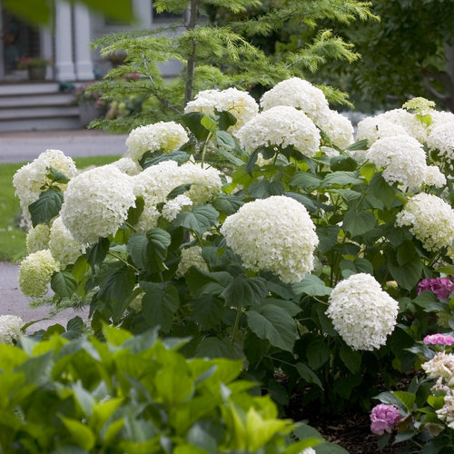 Bulbs are Easy Hydrangea White Lady Shrub, Perennial Plant, 2.3-in