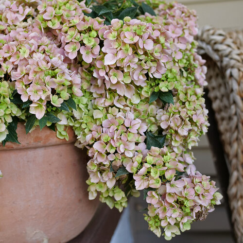 Fairytrail Fresco™ - Cascade Hydrangea - Hydrangea x