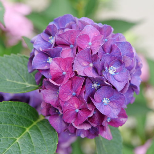 Purple Felt Hydrangea