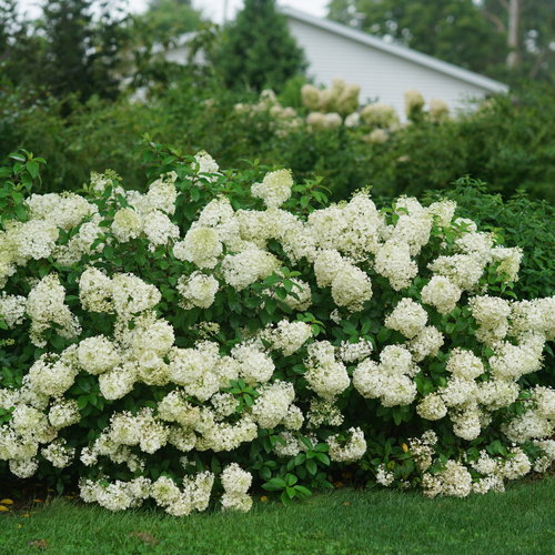 Bobo® - Panicle Hydrangea - Hydrangea paniculata | Proven Winners