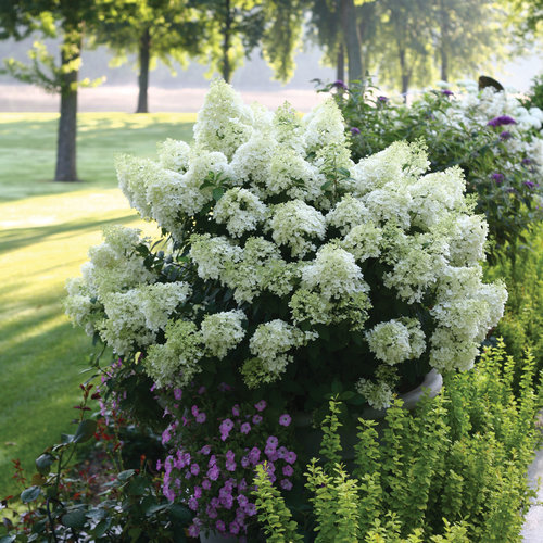 Bobo® - Panicle Hydrangea - Hydrangea paniculata