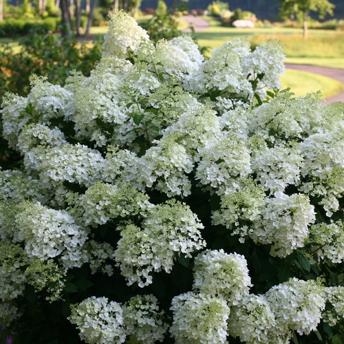 Bobo® - Panicle Hydrangea - Hydrangea paniculata | Proven Winners