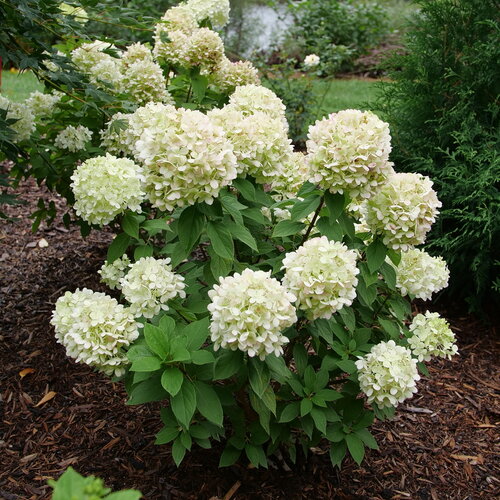 Powerball™ - Panicle hydrangea - Hydrangea paniculata