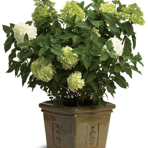 Limelight' - Panicle Hydrangea - Hydrangea paniculata | Proven Winners