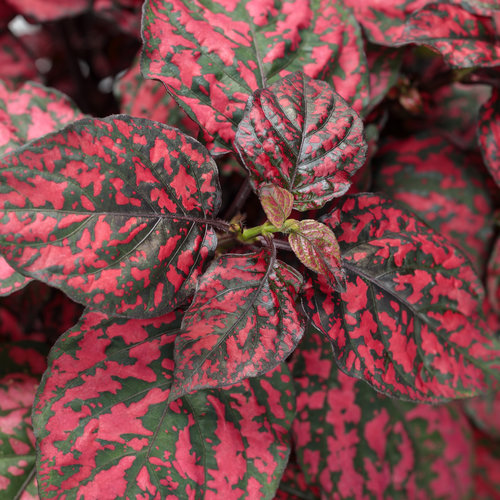 Hippo® Red - Polka Dot Plant - Hypoestes phyllostachya | Proven Winners