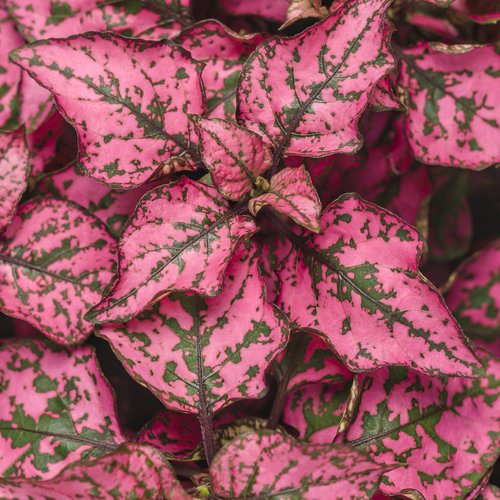 Polka Dot Plant - Ultimate Growing & Care Guide
