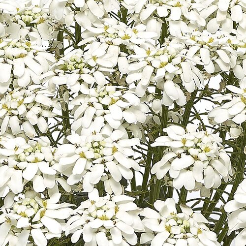 Snow Cone™ - Evergreen Candytuft - Iberis sempervirens