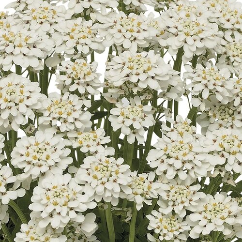 'Summer Snowdrift' - Candytuft - Iberis hybrid