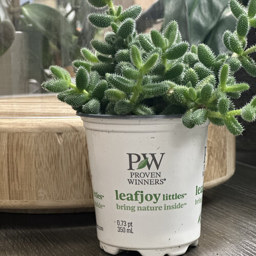 Mirage™ Cactini™ - Pickle Plant - Delosperma echinatum