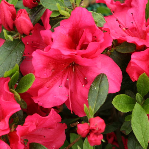 Bloom-A-Thon® - Reblooming - Rhododendron x | Proven Winners