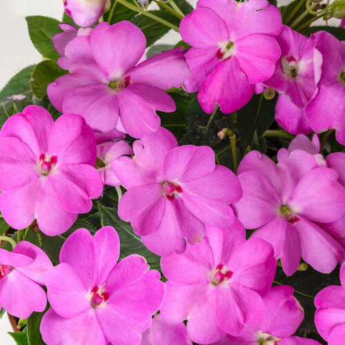 SunPatiens® Compact Lavender - Impatiens x hybrida