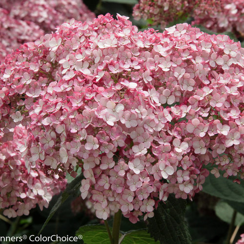 incrediball_blush_hydrangea.jpg