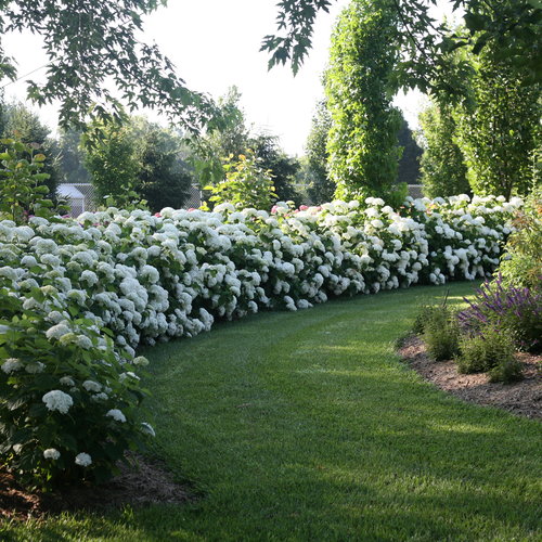 Incrediball® - Smooth Hydrangea - Hydrangea arborescens | Proven Winners