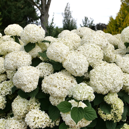 Incrediball Storm Proof™ - Smooth Hydrangea - Hydrangea arborescens