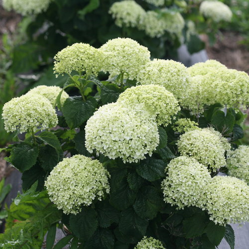 Invincibelle Limetta® - Smooth hydrangea - Hydrangea arborescens ...