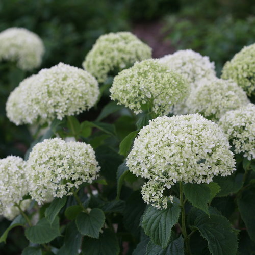 Invincibelle Limetta® - Smooth hydrangea - Hydrangea arborescens ...