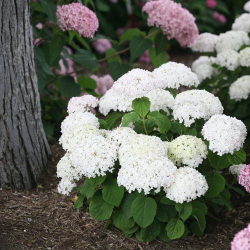 The Wee White Hydrangea: The Perfect Plant For Small Spaces ...