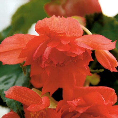 Belleconia™ Salmon - Tuberous Begonia - Begonia semperflorens