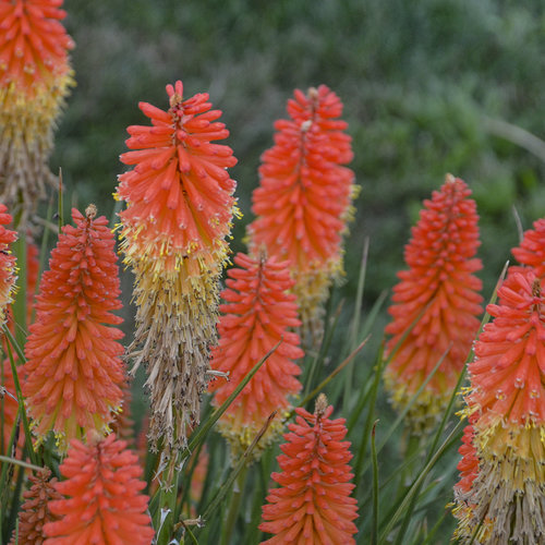 Pyromania® 'Backdraft' - Red Hot Poker - Kniphofia hybrid | Proven Winners