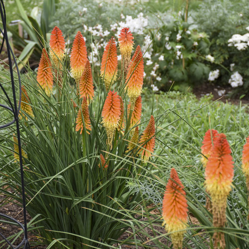 Pyromania® 'Backdraft' - Red Hot Poker - Kniphofia hybrid | Proven Winners