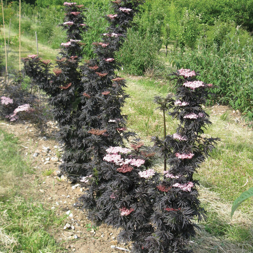 Black Lace® - Elderberry - Sambucus nigra
