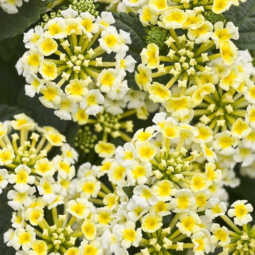 white lantana