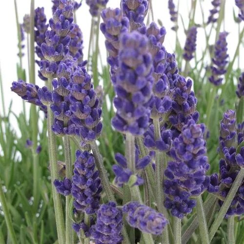 'Annet' - English Lavender - Lavandula angustifolia