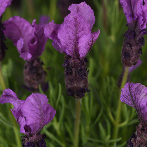 Royal Anouk - Spanish Lavender - Lavandula stoechas