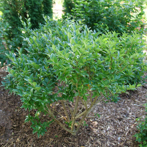 japanese privet hedge