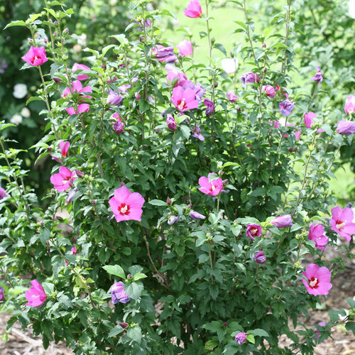 Lil' Kim® Violet - Rose of Sharon - Hibiscus syriacus | Proven Winners