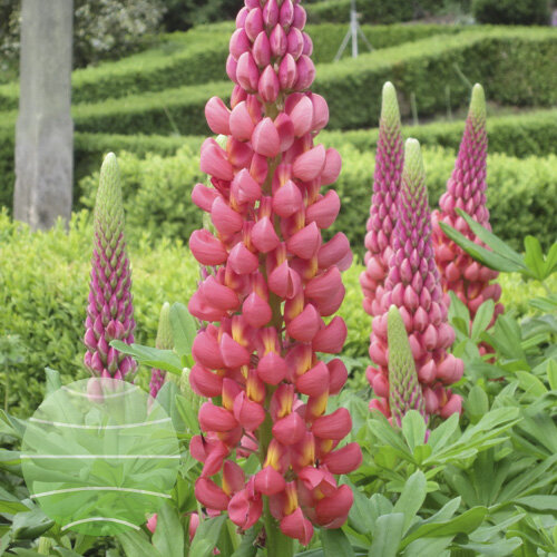 Westcountry™ 'Towering Inferno' - Lupine - Lupinus polyphyllus