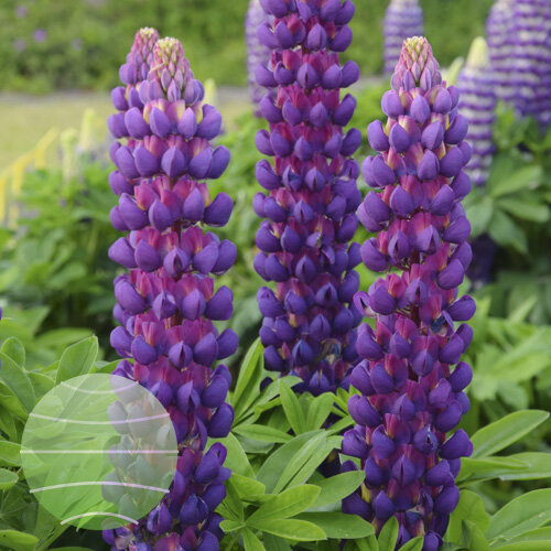 Westcountry™ 'Magic Lantern' - Lupine - Lupinus polyphyllus