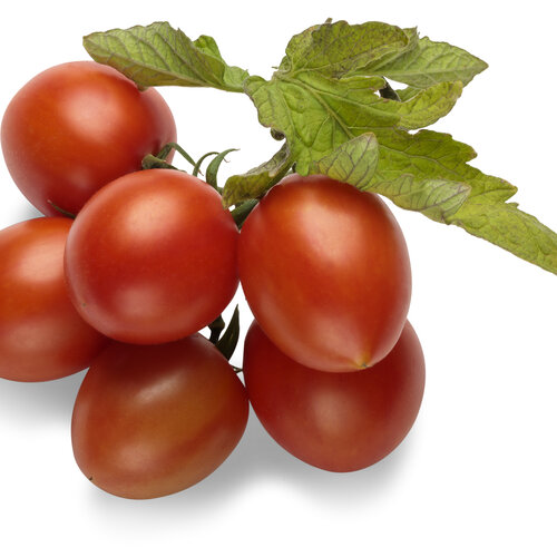 Tempting Tomatoes™ Tomato 'Garden Treasure' - Garden Crossings