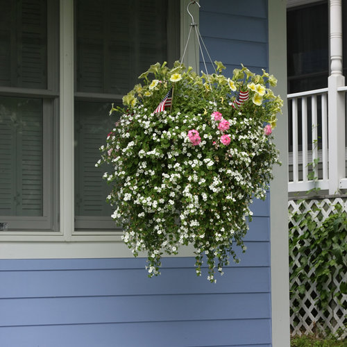 Lanai® Bright Pink - Verbena hybrida | Proven Winners