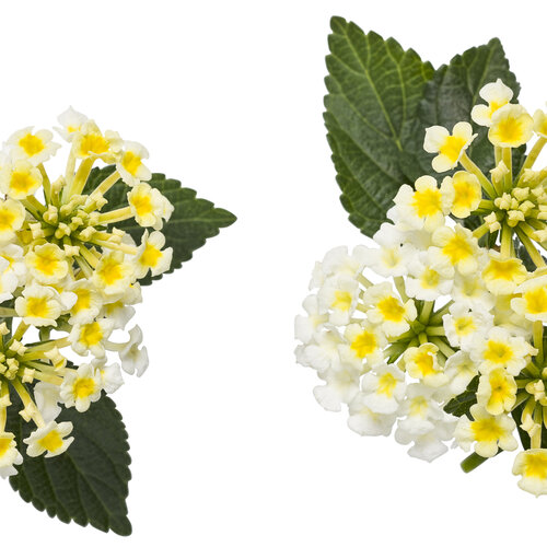 macro_lantana_yellow-white_02.jpg