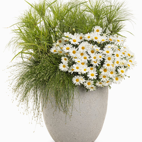 Vibrant Argyranthemum: Dazzling Daisies for Pollinator Gardens