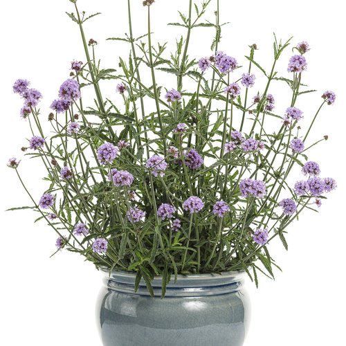 Verbena bonariensis