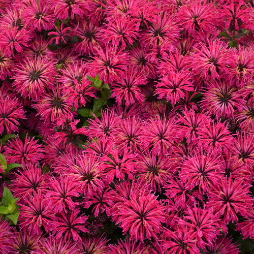 Leading Lady Razzberry' - Bee Balm - Monarda hybrid