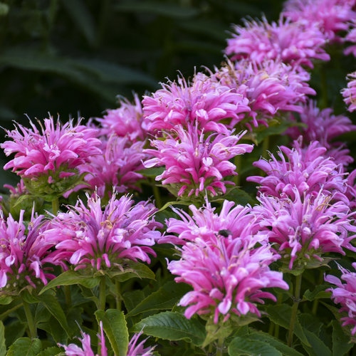 Bee Balm Costa Farms | peacecommission.kdsg.gov.ng