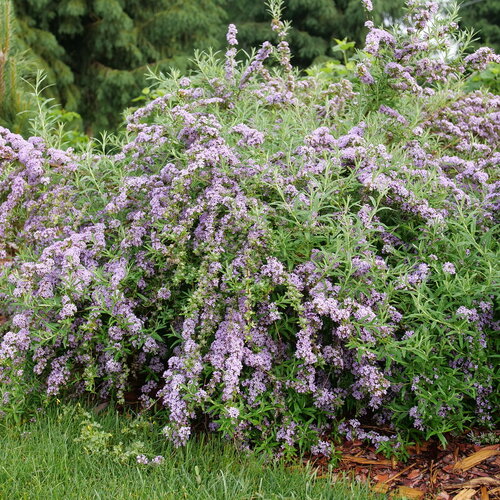 Mop Top™ - Fountain Butterfly Bush - Buddleia alternifolia