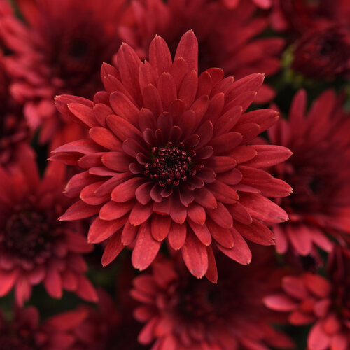 Cosmic Fireball Red - Garden Mum - Chrysanthemum morifolium