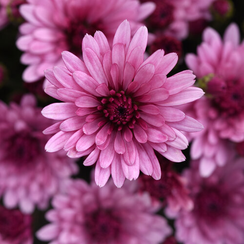 Cosmic Lunar Pink - Garden Mum - Chrysanthemum morifolium