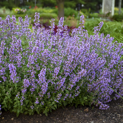 'Cat's Meow' - Catmint - Nepeta faassenii | Proven Winners