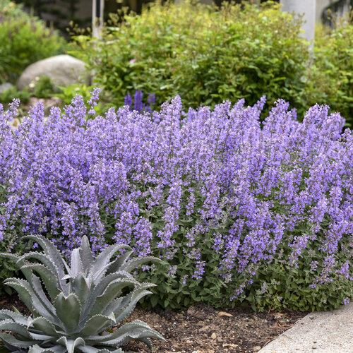 'Cat's Meow' - Catmint - Nepeta faassenii