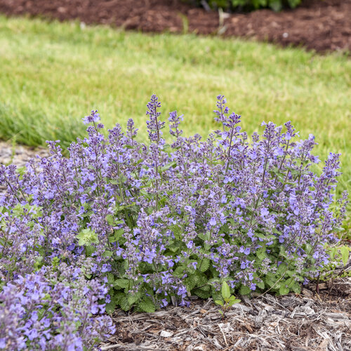 Catwalk Queen - Catmint - Nepeta hybrid