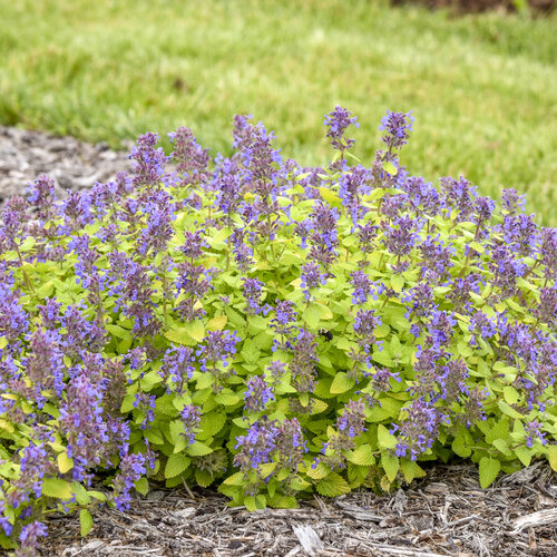 'Lemon Purrfection' - Catmint - Nepeta hybrid