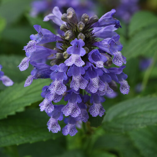 Prelude™ Blue - Japanese Catmint - Nepeta subsessilis