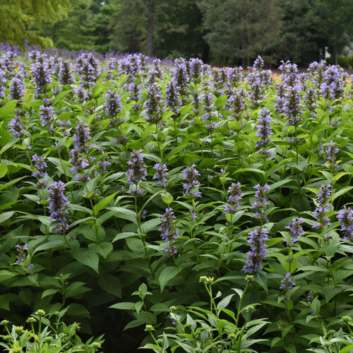 nepeta_prelude_blue_landscape_landscape_1.jpg