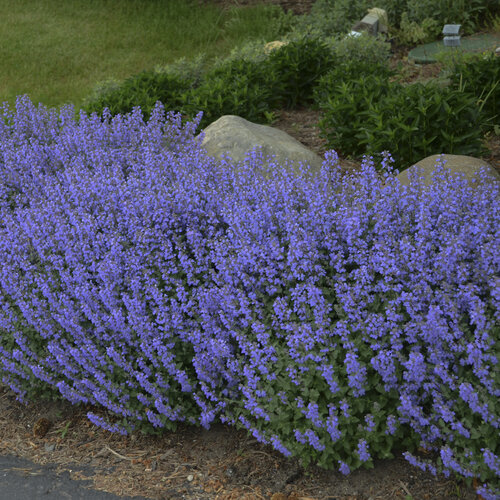 'Purrsian Blue' - Catmint, Catnip - Nepeta faassenii